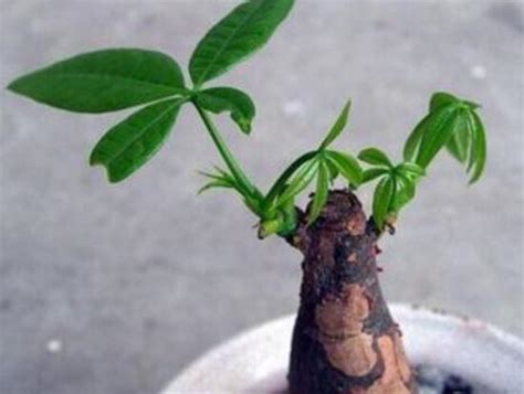 發財樹發芽|發財樹樹樁怎麼催芽，怎麼讓發財樹側面發芽（需要打芽）